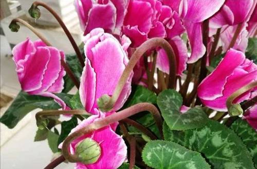 1538038680454802.jpg 仙客来怎么人工授粉 仙客来育种方法与技巧