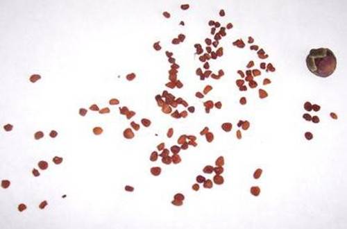 1538038701755595.jpg 仙客来怎么人工授粉 仙客来育种方法与技巧