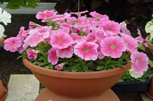 1558700804103599.jpg 矮牵牛怎么繁殖 矮牵牛的播种种植方法