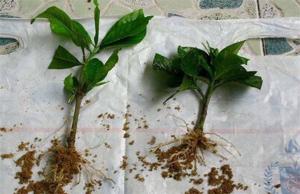 栀子花的扦插繁殖方法