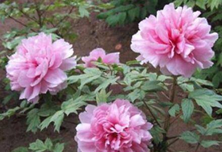 牡丹怎么嫁接?牡丹的嫁接方法