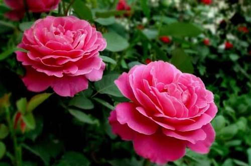 1559306822490002.jpg 月季扦插生根用什么土 配土方法分享