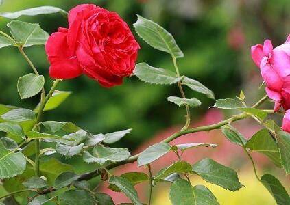 秋季月季扦插养护注意事项