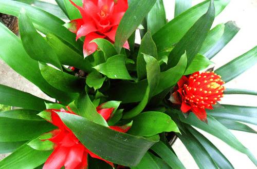 1475809294122756.jpg 凤梨花怎么分株最佳时间_方法