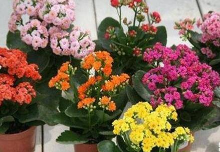 长寿花的扦插方法:叶片、顶芽、枝条都能扦插