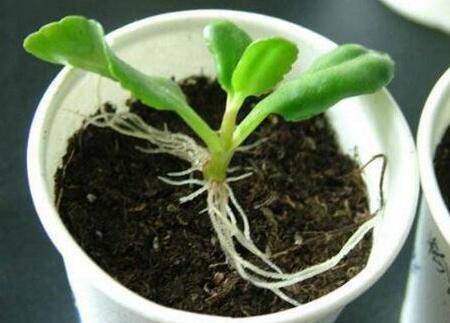 长寿花的扦插方法:叶片、顶芽、枝条都能扦插