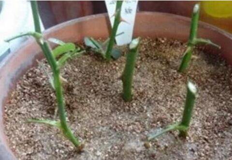 长寿花的扦插方法:叶片、顶芽、枝条都能扦插