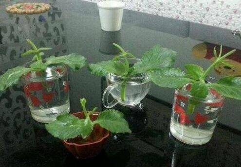 长寿花的扦插方法:叶片、顶芽、枝条都能扦插