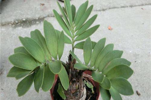 1521797491829394.jpg 美洲铁好养吗 来看美洲铁的养护技巧