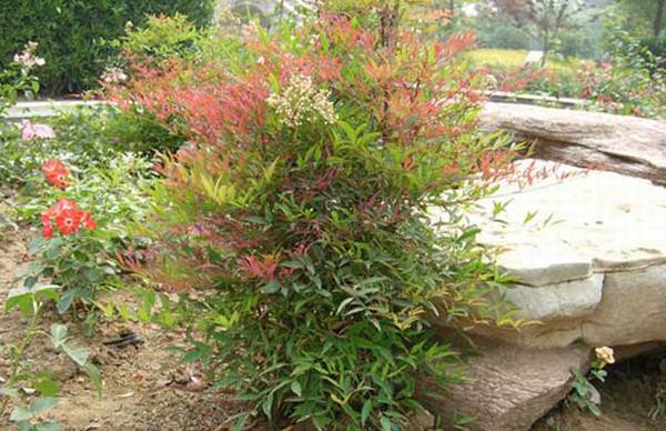 南天竹好养吗 养殖方法和注意事项