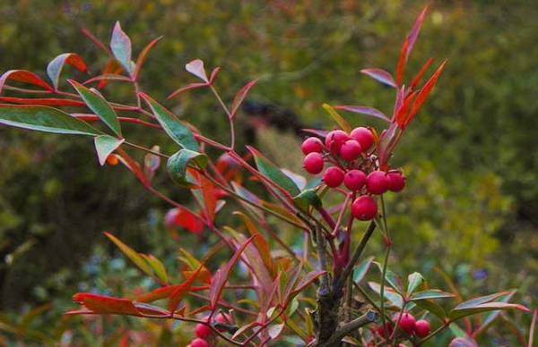 南天竹盆景的制作方法与养护要点