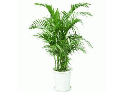 散尾葵的室内养护方法和注意事项