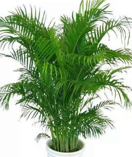 散尾葵的室内养护方法和注意事项