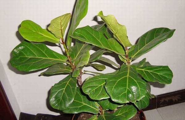 琴叶榕老掉叶子怎么办