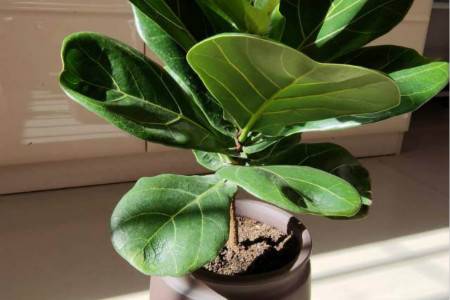 琴叶榕 琴叶榕老掉叶子怎么办