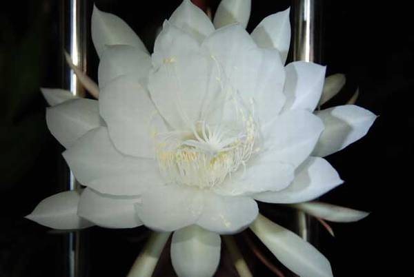 盆栽昙花的家庭养殖方法