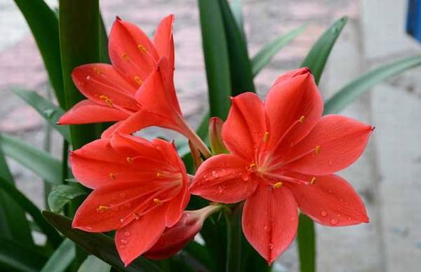 盆栽朱顶红怎么养好