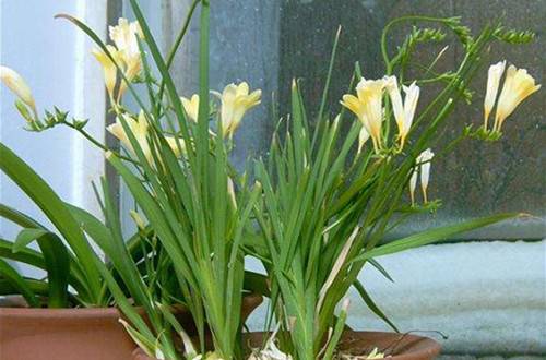 1520930968605844.jpg 香雪兰开花后的正确处理方法