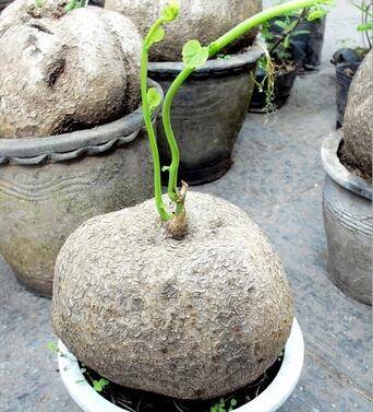 盆栽山乌龟的养护经验