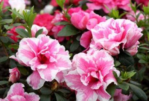 比利时杜鹃的养殖方法