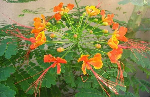 金凤花好养吗?养殖方法和注意事项