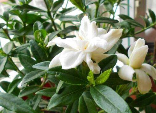 盆栽栀子花的养殖方法和注意事项