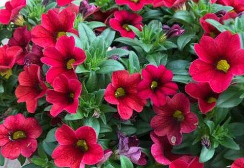 舞春花开完花后的处理方法