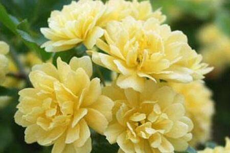 黄木香的养殖方法和注意事项