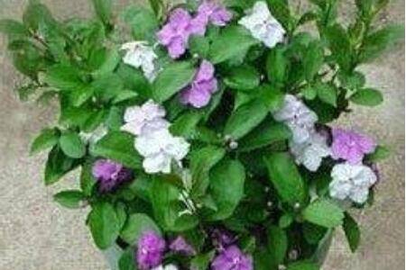 双色茉莉的养殖方法