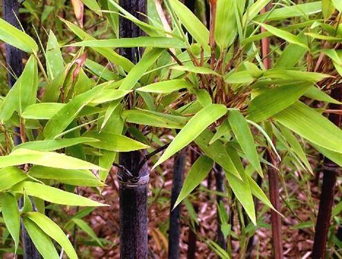 盆栽紫竹怎么养护