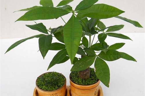 1511768310550720.jpg 放桌上的盆栽小发财树养护方法