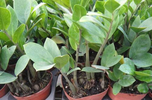 1485756433989731.jpg 新买金钱树的换盆及养护方法