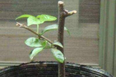 三角梅花谢后的正确养护管理方法