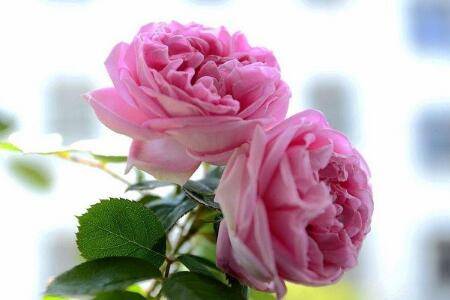 香水月季怎么养