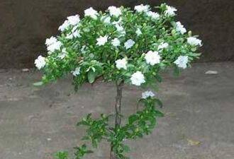 六月雪的养殖方法和注意事项