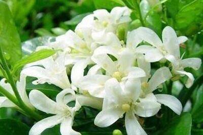 养好一盆七里香方法技巧