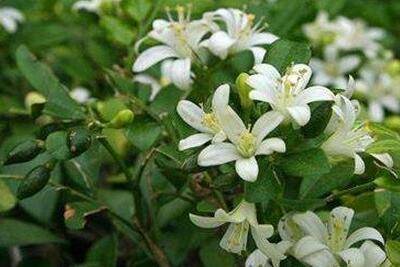 养好一盆七里香方法技巧