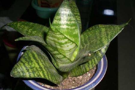 虎皮兰的四季养护管理技巧