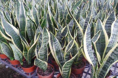 虎皮兰的四季养护管理技巧