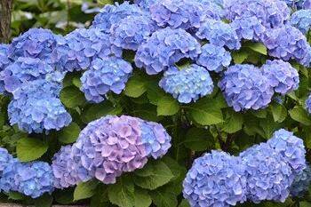 来看绣球花怎么修剪与催花