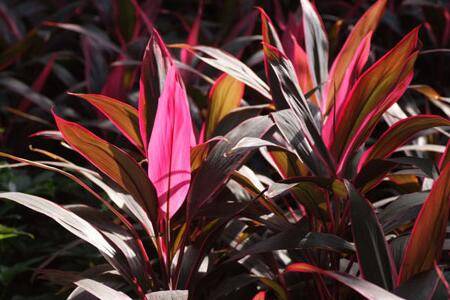 朱蕉怎么正确养护要点分析