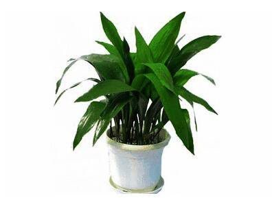 蜘蛛抱蛋是什么植物 养护方法了解