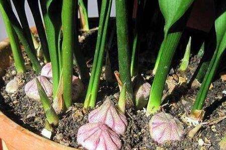 蜘蛛抱蛋是什么植物 养护方法了解