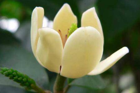 含笑花的养殖方法和注意事项