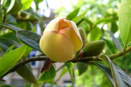 含笑花的养殖方法和注意事项