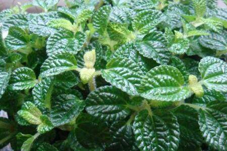 吸毒草的养殖方法和注意事项