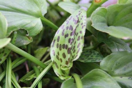 油点百合好养吗 养殖方法介绍