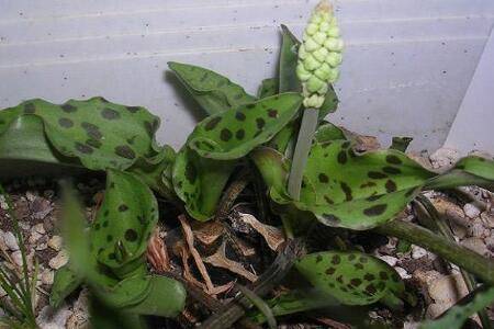 油点百合好养吗 养殖方法介绍