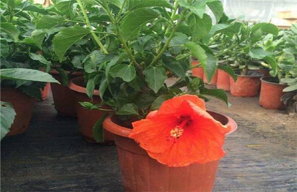 扶桑花移栽后的养护方法