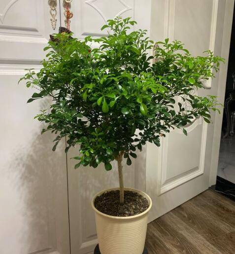 米兰花冬天可以在室外养吗